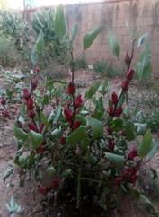 Planta con flores rojas en un jardín

Descripción generada automáticamente