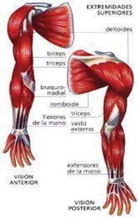 Imagen que contiene caballo

Descripción generada automáticamente
